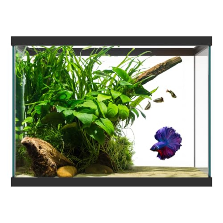 Aquarium Goldfish - 20 Gallon Glass Aquarium - 24