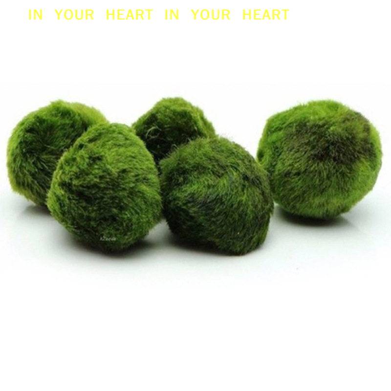 Aquarium Fish Green - 【X】3-4cm Marimo Moss Balls Live Aquarium