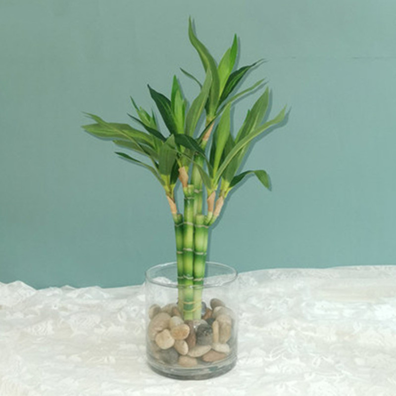New 40cm rFtificial Lucky Bamb - Aquarium Fish Names avis et prix