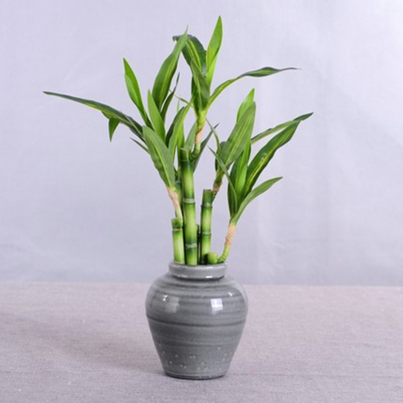 New 40cm rFtificial Lucky Bamb - Aquarium Fish Names avis et prix