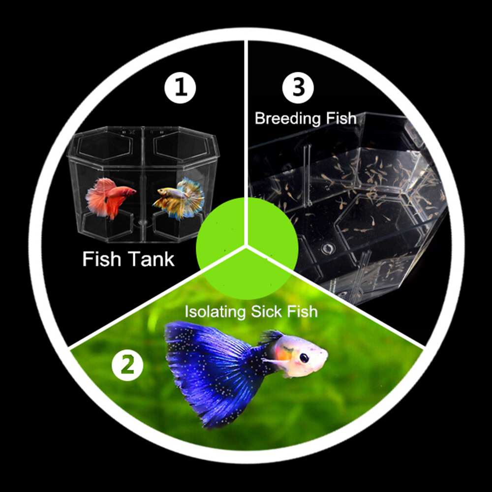 Acrylic Two Splits Guppy Fish  - Aquarium Fish In Bowl avis et prix