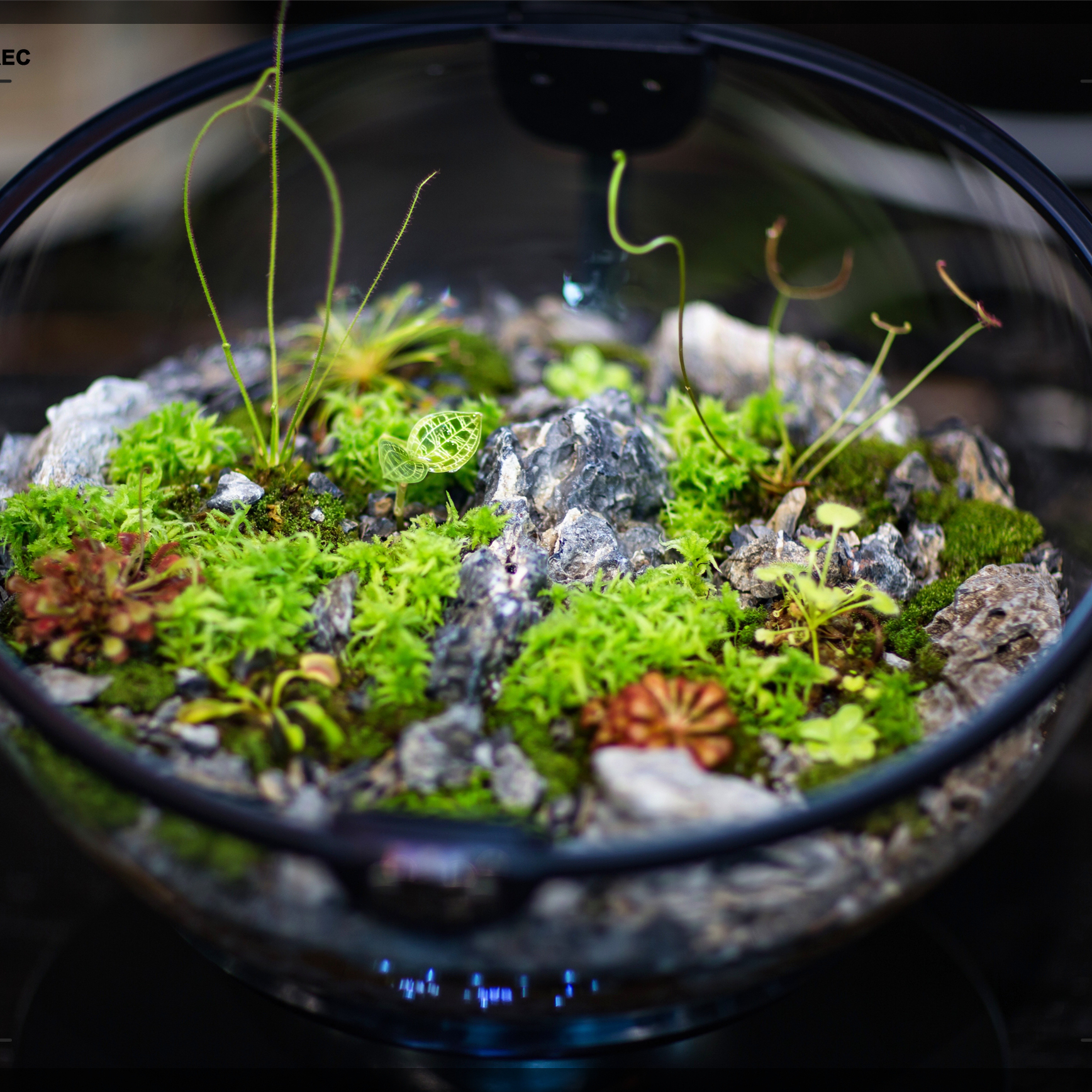 Hot Sales Acrylic Material  Ba - Aquarium Fish Sale avis et prix