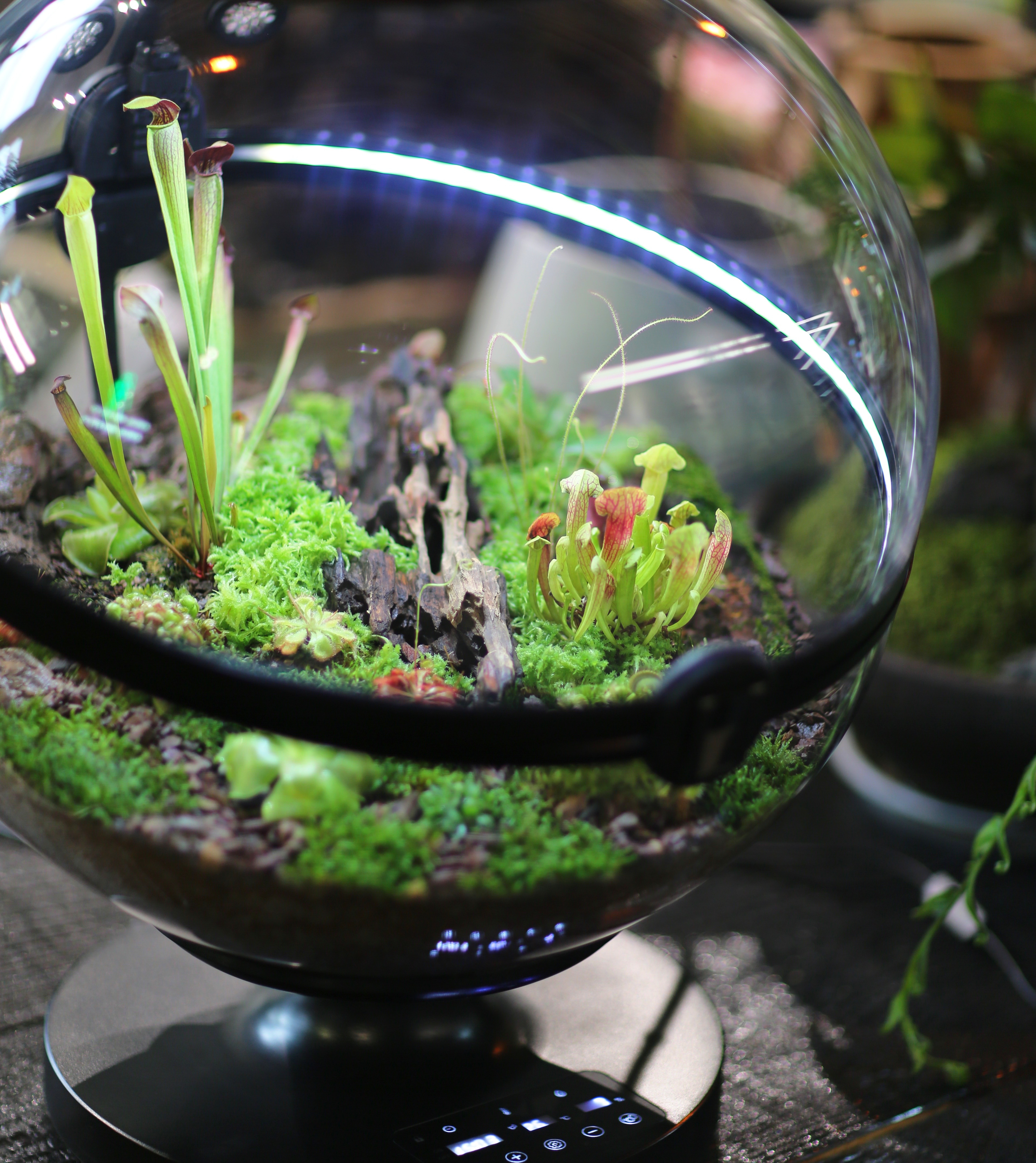 Hot Sales Acrylic Material  Ba - Aquarium Fish Sale avis et prix