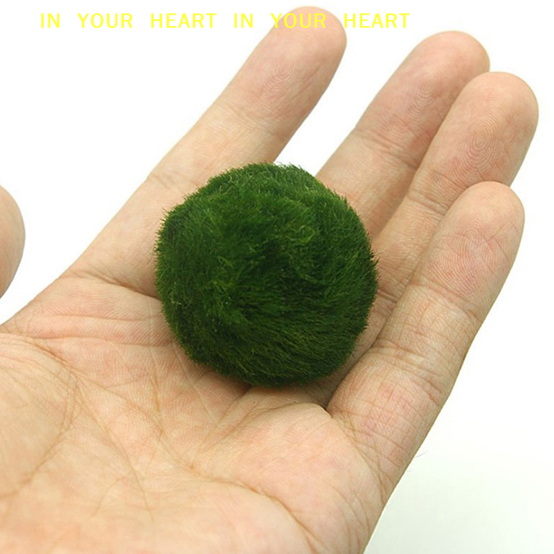 【X】3-4cm Marimo Moss Balls Liv - Aquarium Fish Green avis et prix