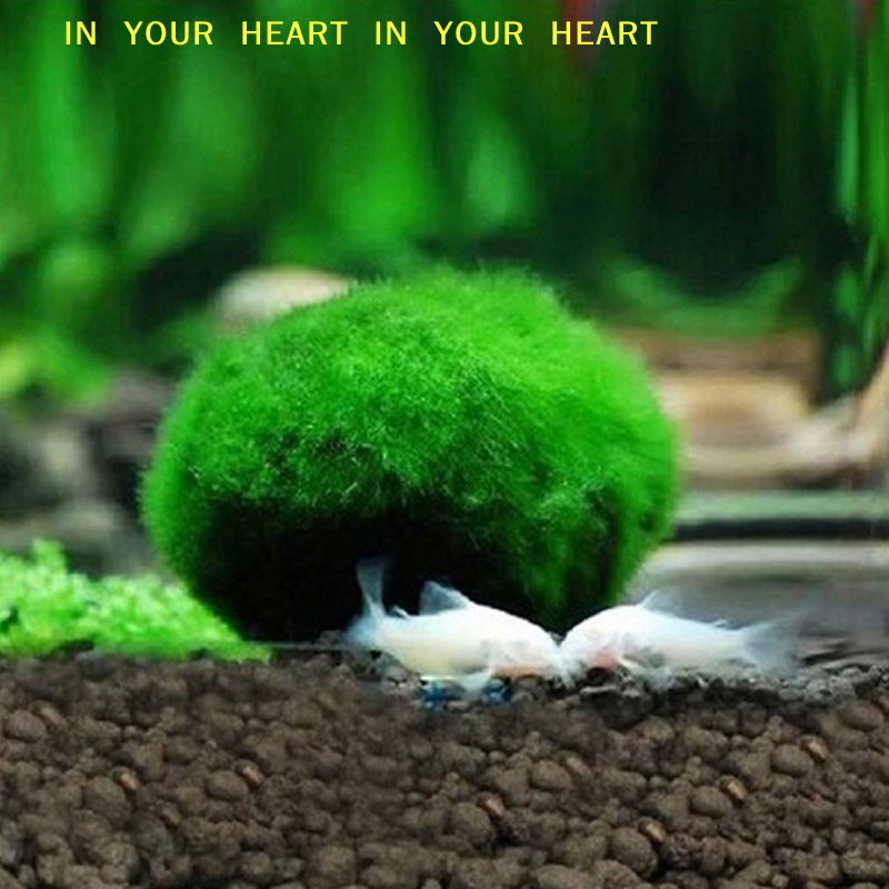【X】3-4cm Marimo Moss Balls Liv - Aquarium Fish Green avis et prix