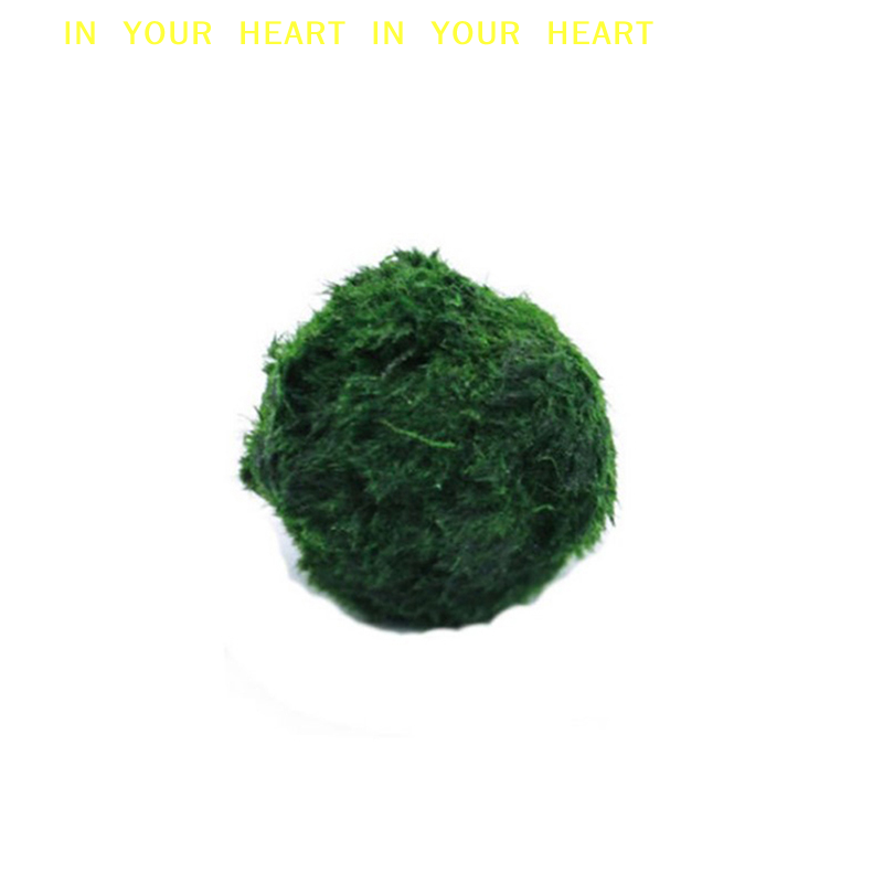 【X】3-4cm Marimo Moss Balls Liv - Aquarium Fish Green avis et prix