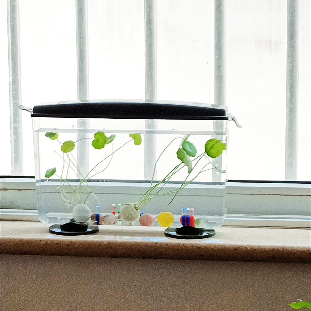 Small Fish Shrimps Turtle Tank - Aquarium Fish In Bowl avis et prix