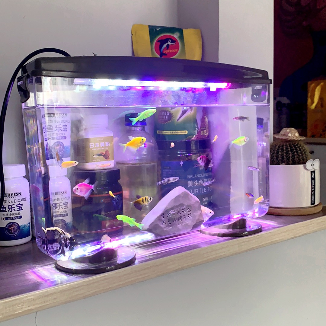 Small Fish Shrimps Turtle Tank - Aquarium Fish In Bowl avis et prix