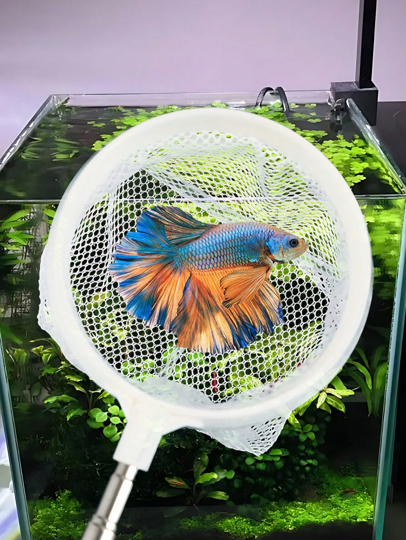 Aquarium Fish Net - a Retracta - Aquarium Fish Price avis et prix