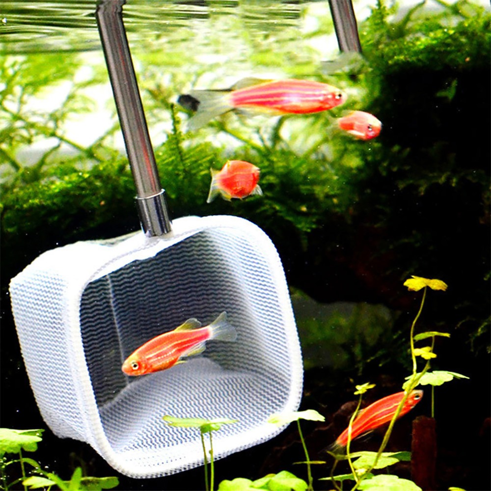 Stainless Steel Handle Extenda - Aquarium Fish Green avis et prix
