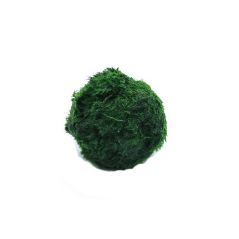 Marimo Moss Balls Live Aquariu - Aquarium Fish Green avis et prix