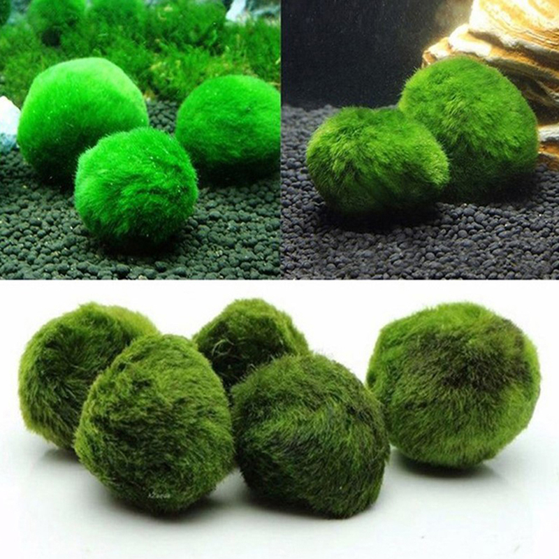Marimo Moss Balls Live Aquariu - Aquarium Fish Green avis et prix