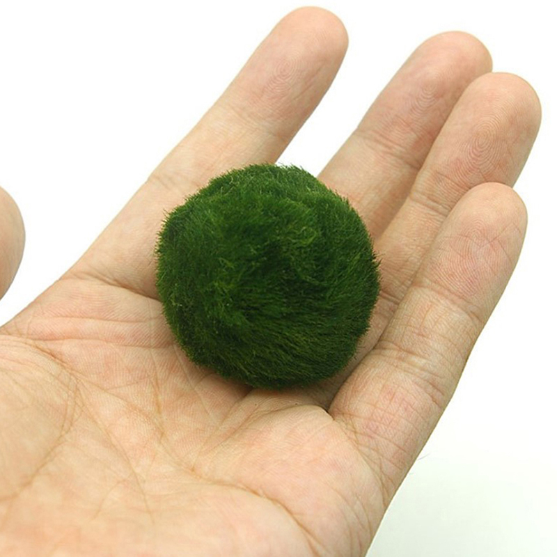 Marimo Moss Balls Live Aquariu - Aquarium Fish Green avis et prix