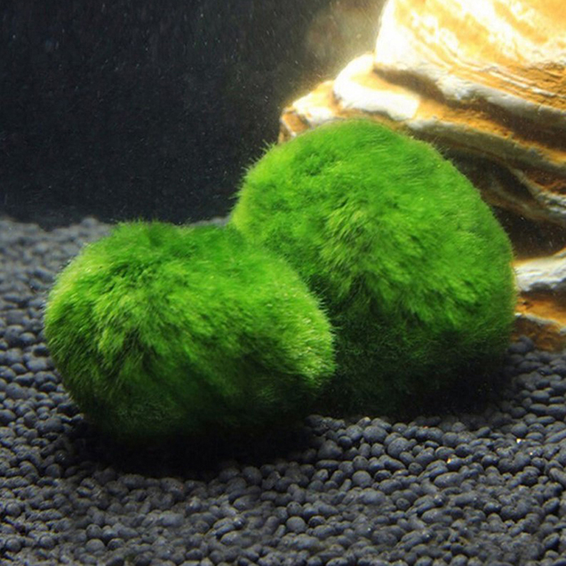 Marimo Moss Balls Live Aquariu - Aquarium Fish Green avis et prix