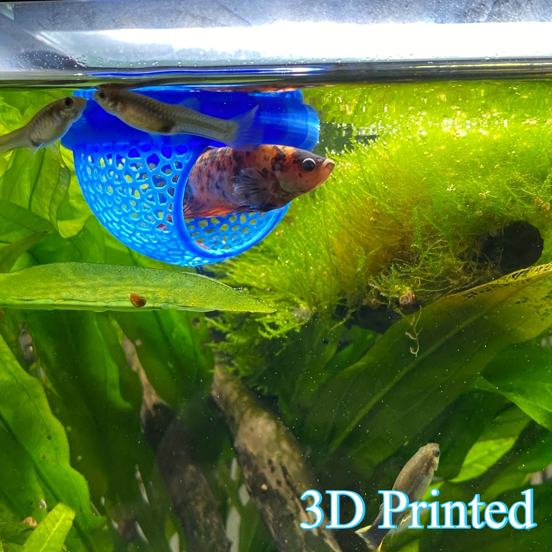 Arch Shaped Floating Aquarium  - All Fish In Aquarium avis et prix