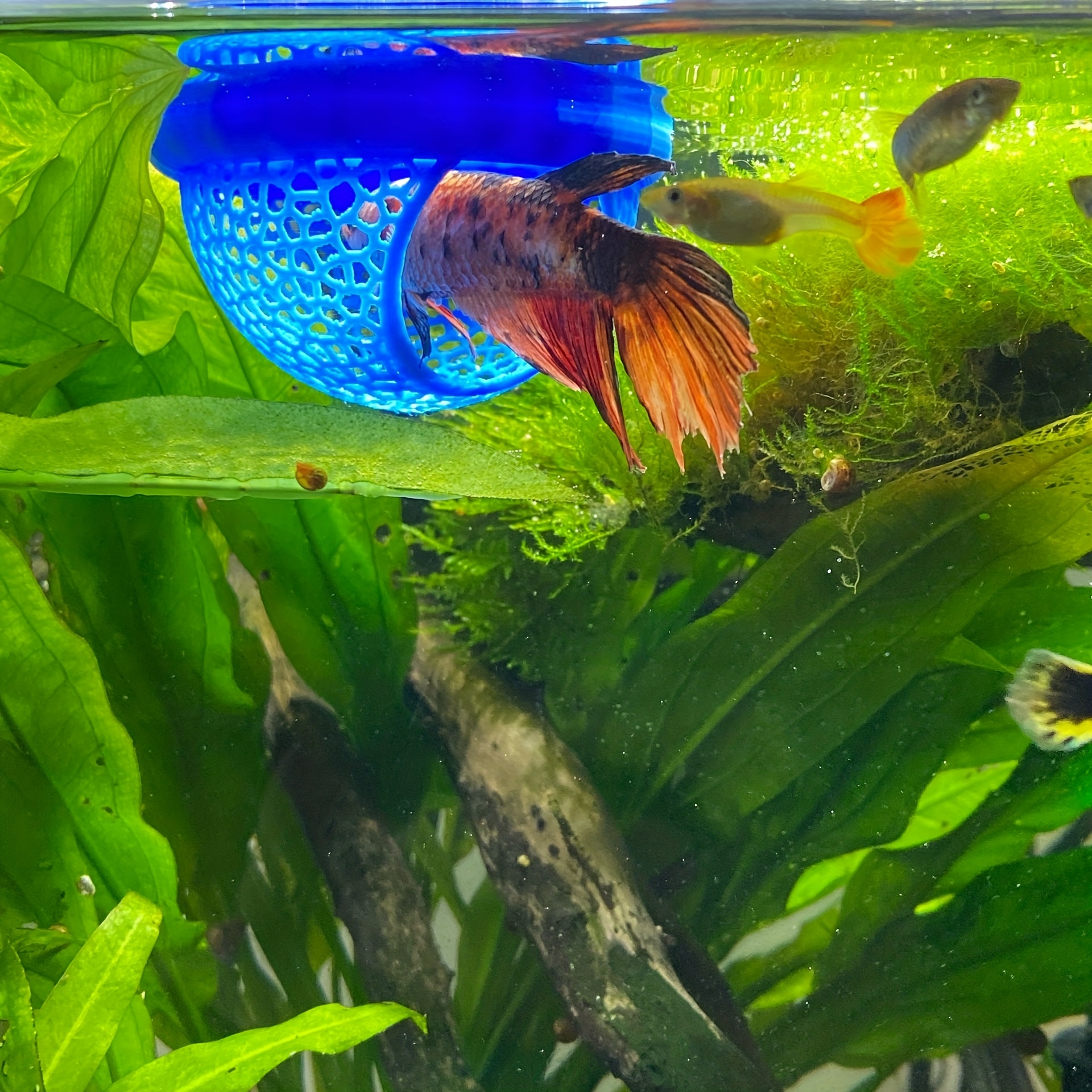Arch Shaped Floating Aquarium  - All Fish In Aquarium avis et prix