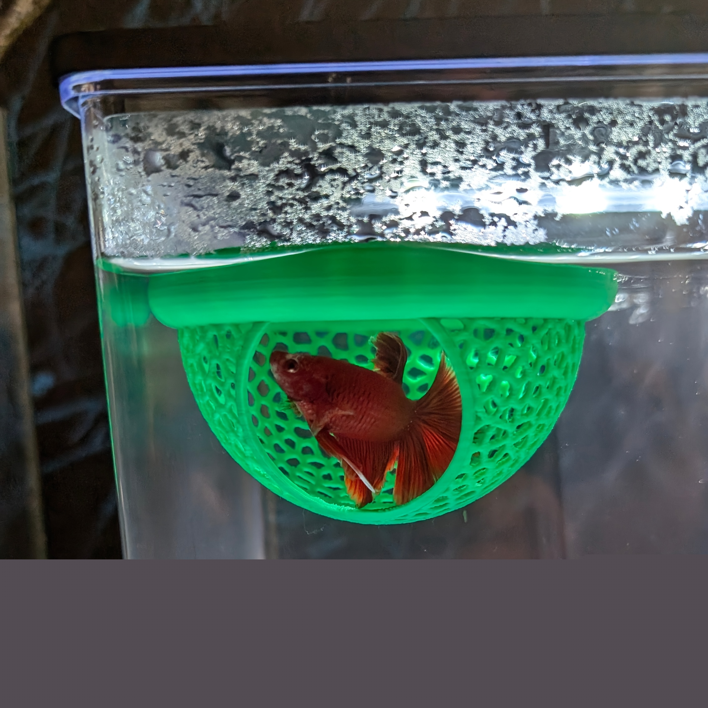 Arch Shaped Floating Aquarium  - All Fish In Aquarium avis et prix