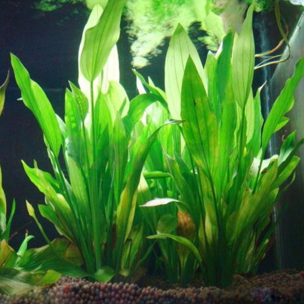 15CM/10CM Underwater Artificia - Aquarium Fish Green avis et prix