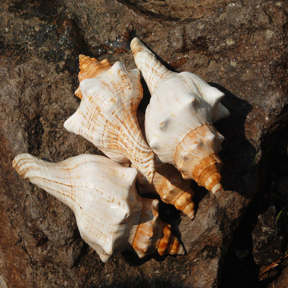 Decorative Conch Shell for Aqu - Aquarium Fish Names avis et prix