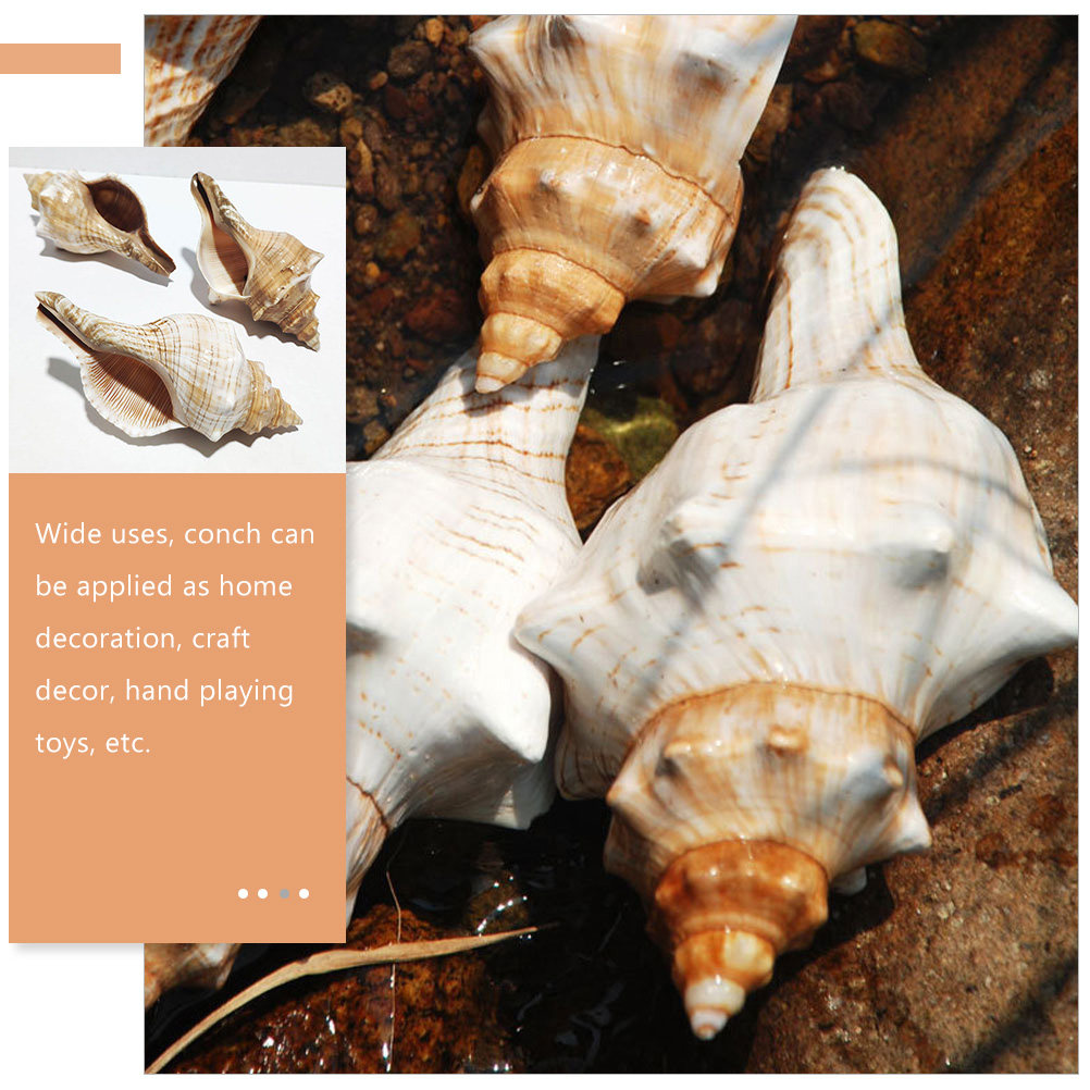 Decorative Conch Shell for Aqu - Aquarium Fish Names avis et prix