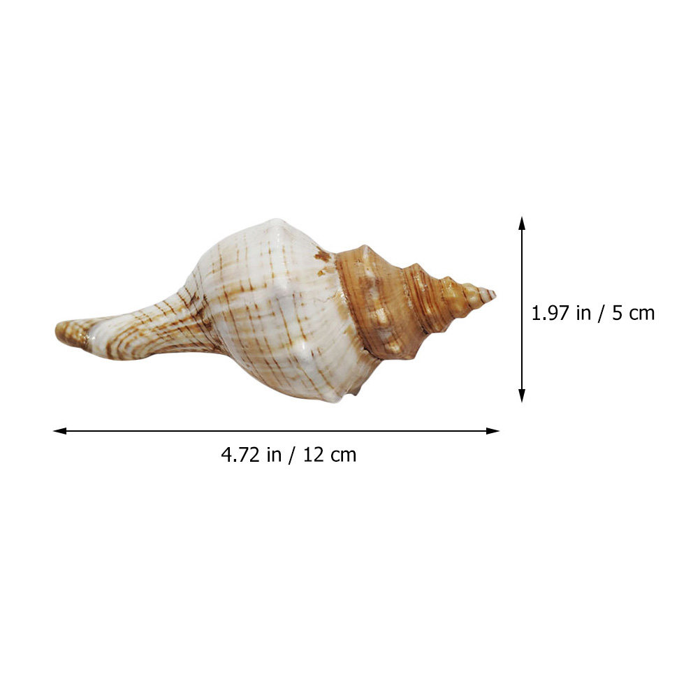 Decorative Conch Shell for Aqu - Aquarium Fish Names avis et prix