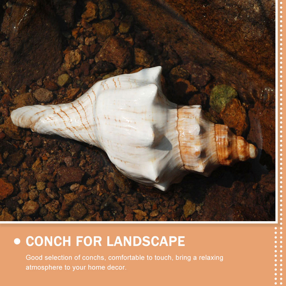 Decorative Conch Shell for Aqu - Aquarium Fish Names avis et prix