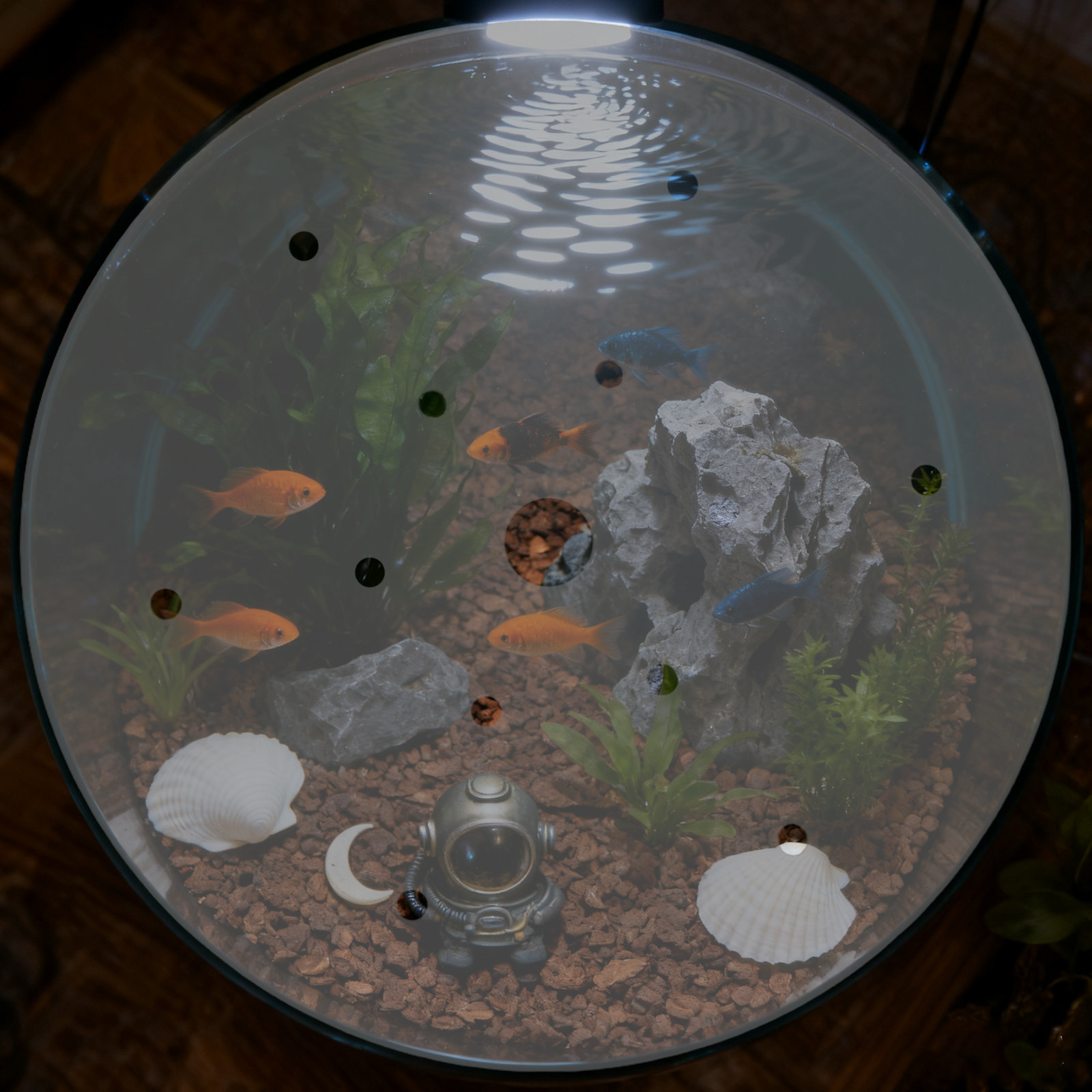 7 Inch Round Acrylic Fish Tank - Aquarium Fish In Bowl avis et prix
